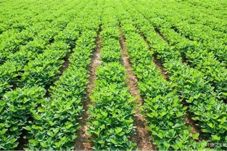 种植花生适合施用什么肥料