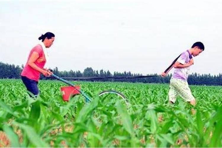 玉米施肥能暴晒吗