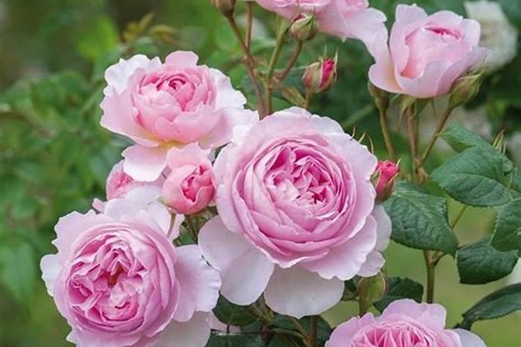 月季适合哪种磷肥土壤使用最好？