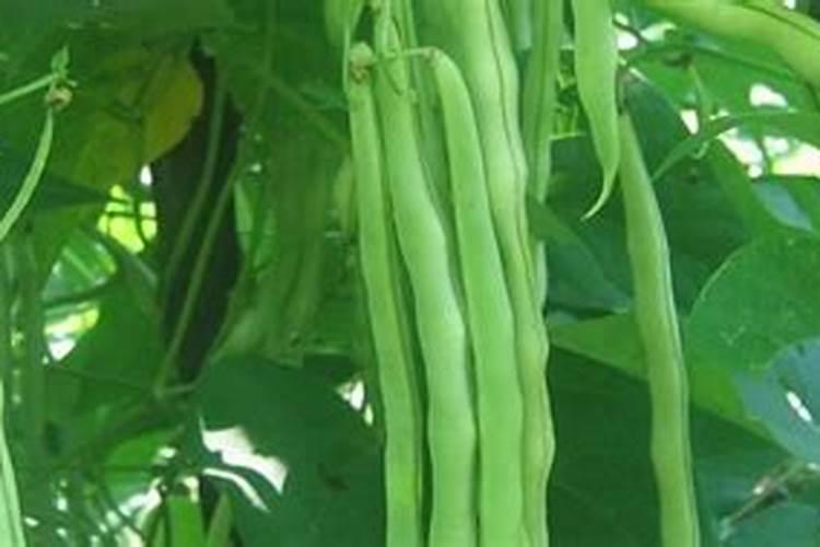 豆角喷什么药高产
