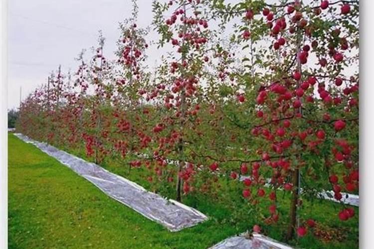 苹果树一年的管理方法