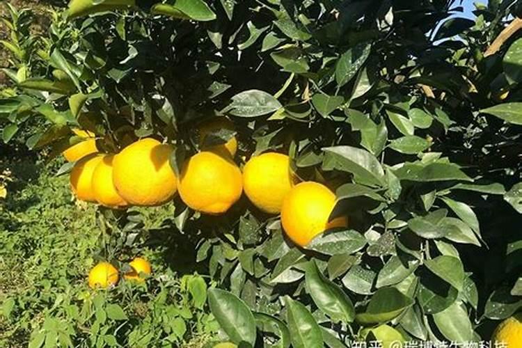 脐橙施什么肥最好