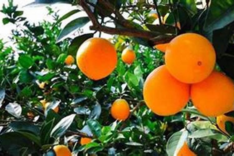 脐橙冬肥施什么肥好？