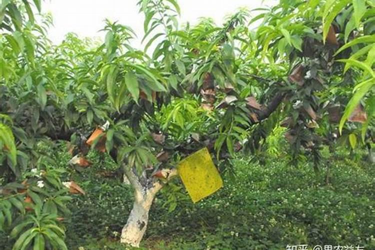 桃树蚜虫发病原因有哪些 怎么防治好