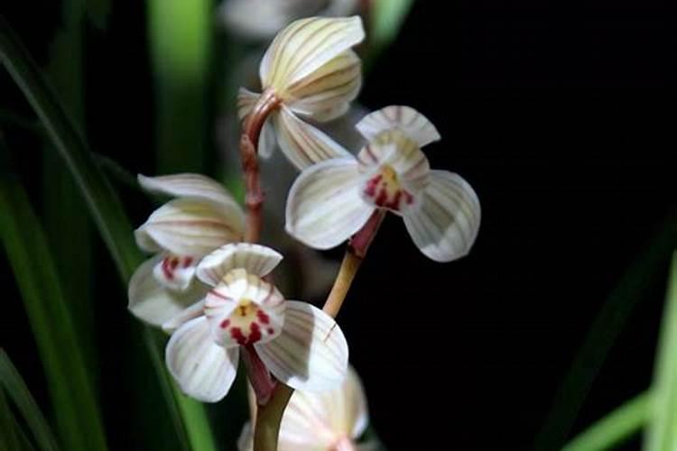 兰花花期如何管理