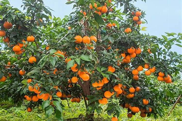 爱媛果冻橙果面有个黑坑是什么病？