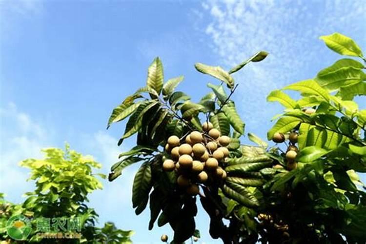 桂圆树在河南新乡可以种植吗？