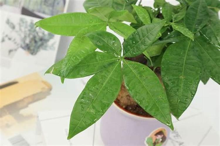 发财树多少天打一次叶面肥