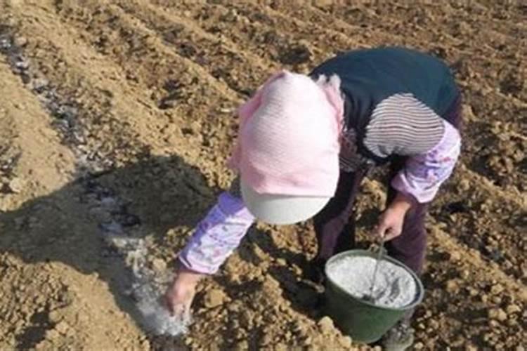 怎样辨别花儿缺磷肥的方法？