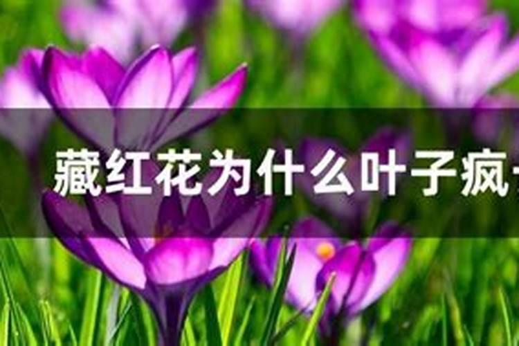 藏红花为什么只长叶子不开花