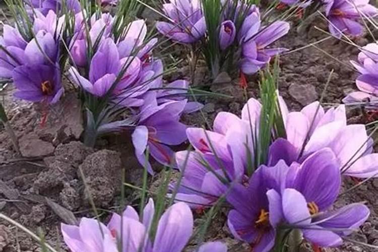 藏红花到底是春天开花还是秋天开花 懂得人说 还有说下种植顺序 谢谢...