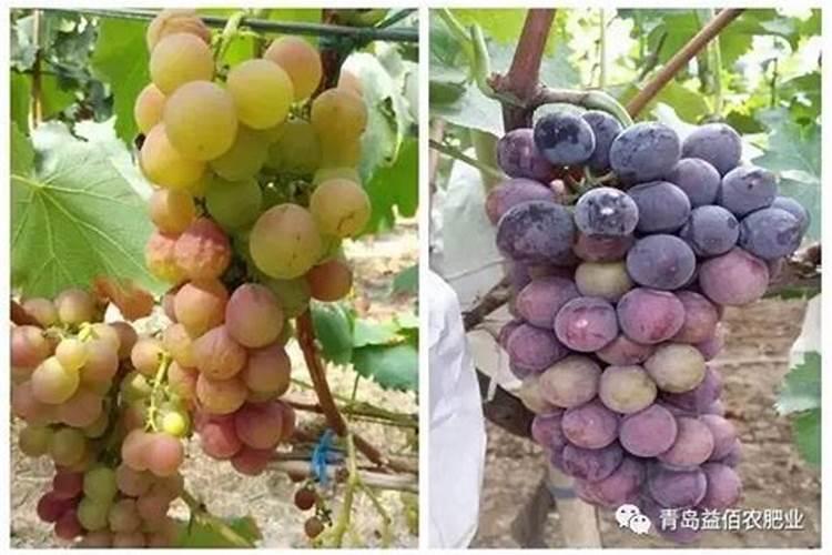 针对葡萄后期软果情况有什么补救举措？