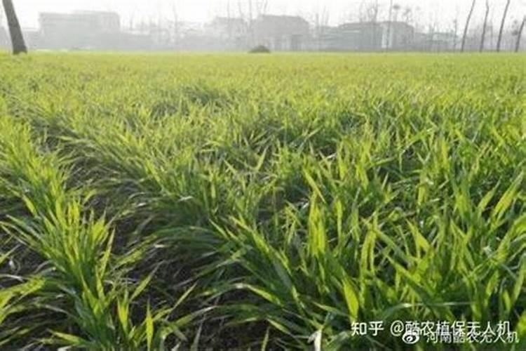 小麦返青肥你知道该咋施吗？施多少合适？2021年小麦返青肥施肥建议