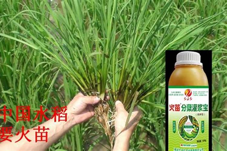 水稻返青柯杈肥什么时候用
