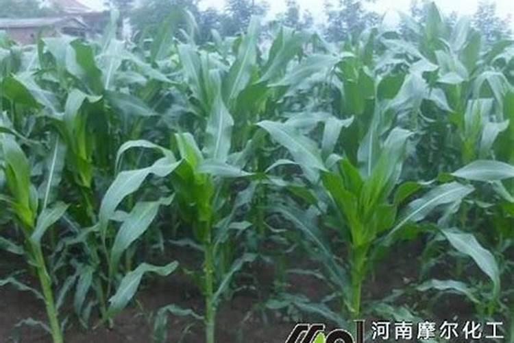玉米拔节期用哪种水溶肥好