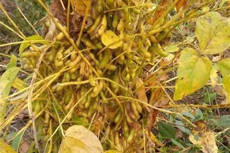 黄豆什么时候可以施肥