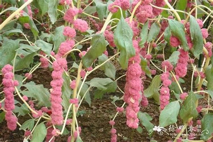 垂鞭绣绒球施肥喷药