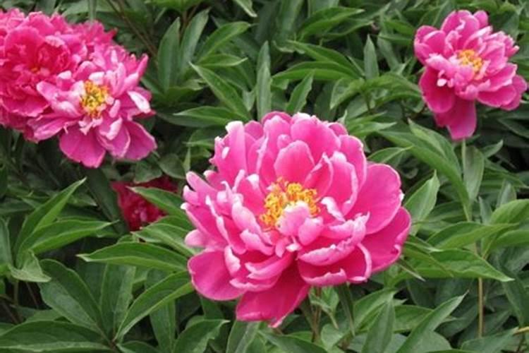 芍药施什么肥最好