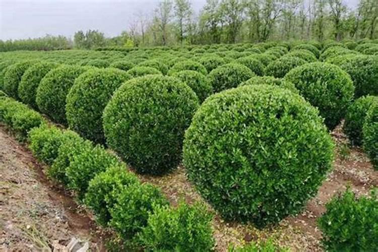 沈阳地区能种植冬青树吗？