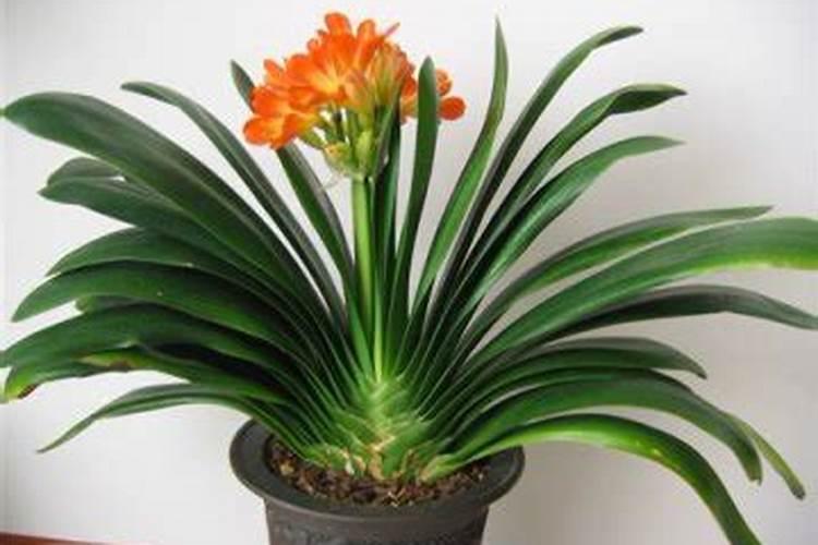 君子兰缺肥怎么判断