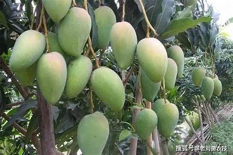 芒果的种植方法