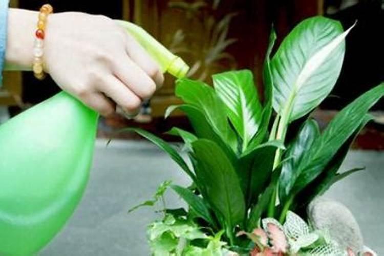 营养液的正确使用方法浇花