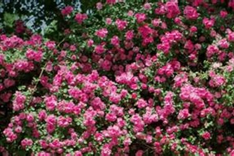 蔷薇死了会复活吗 蔷薇枯萎了很多还能救嘛