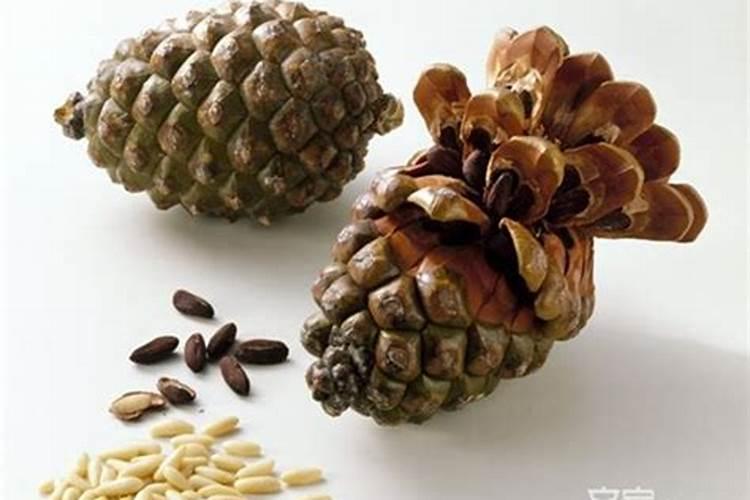 松果有什么作用与营养成分