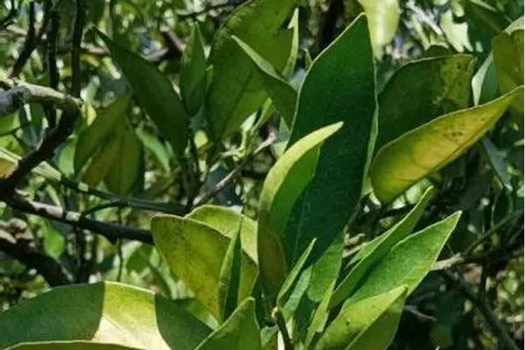 脐橙树缺锌有什么症状和补救措施？