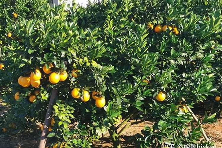 现在脐橙能追肥吗？
