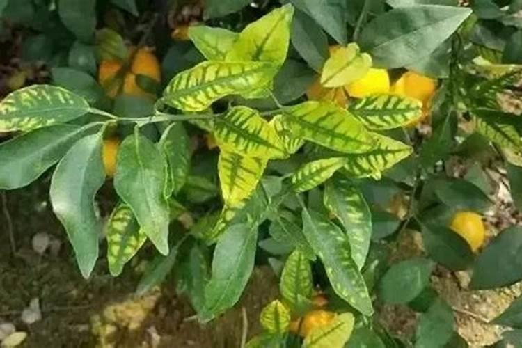 脐橙缺锌什么症状