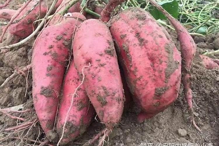 红薯地里可以不可以上硝酸磷肥料？