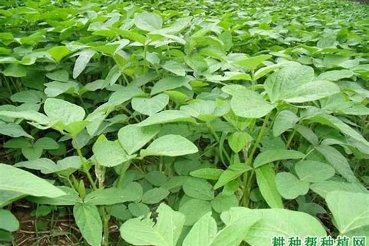 大豆用什么肥料追肥