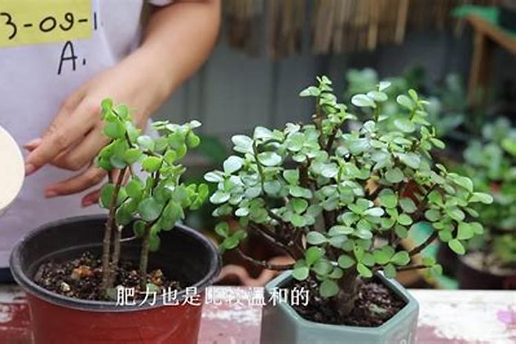 金枝玉叶施什么肥