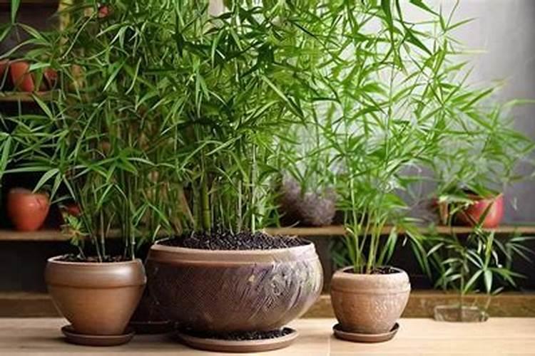 金枝玉叶施什么肥最好