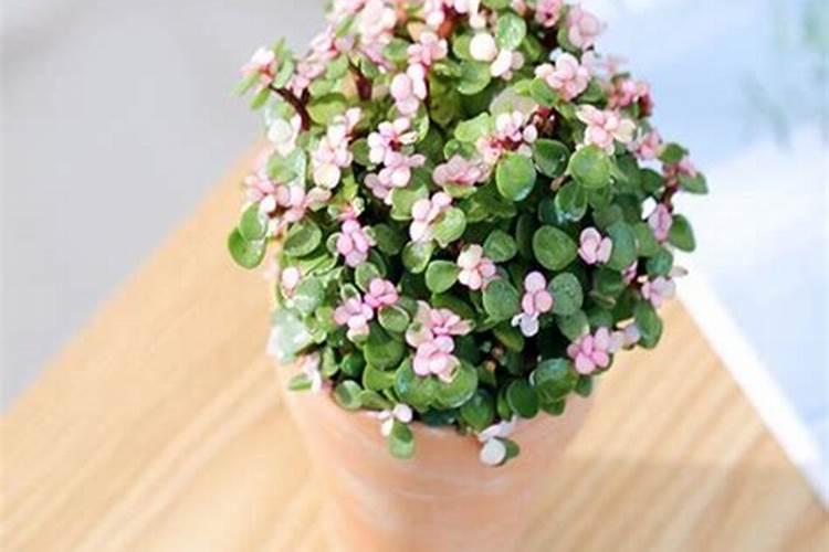 金枝玉叶喜肥吗 喜欢施什么肥料