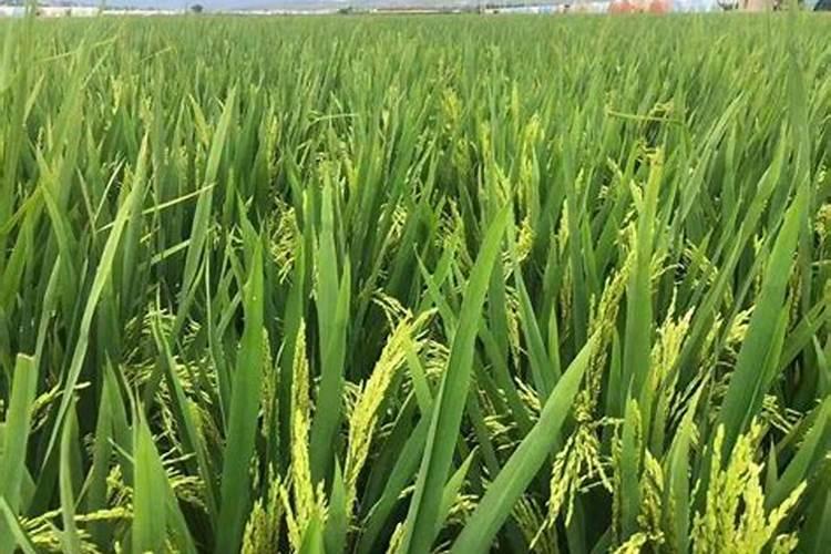 水稻上什么时候使用芸苔素最好呢？