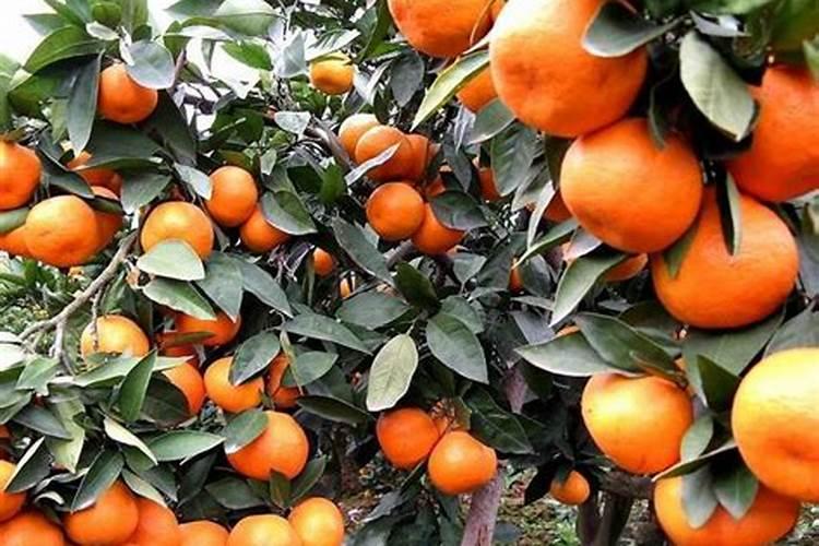 用什么药物能使柑橘快速彭大？