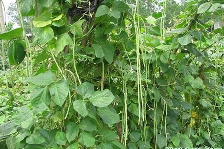 豆角什么时候施肥 豆角哪时候施肥比较好