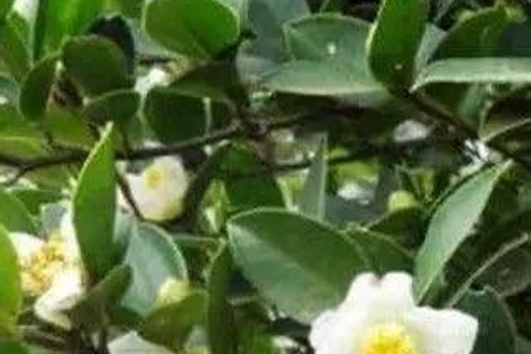 油茶树最怕什么肥料 油茶树最怕哪种肥料