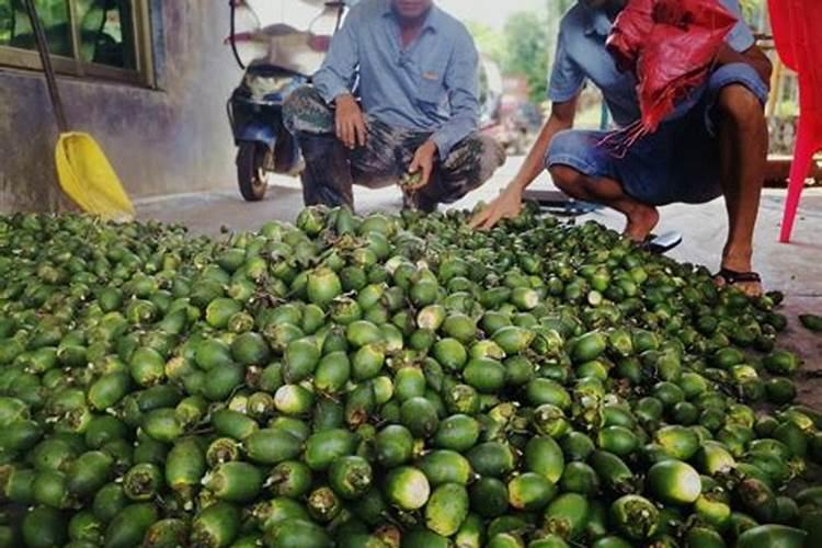 槟榔为什老是挂不住果