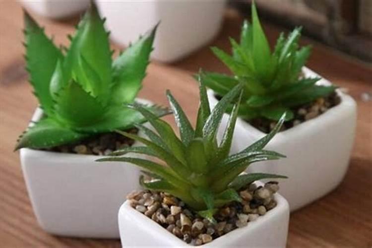 播种多肉植物可以直接用复合肥吗