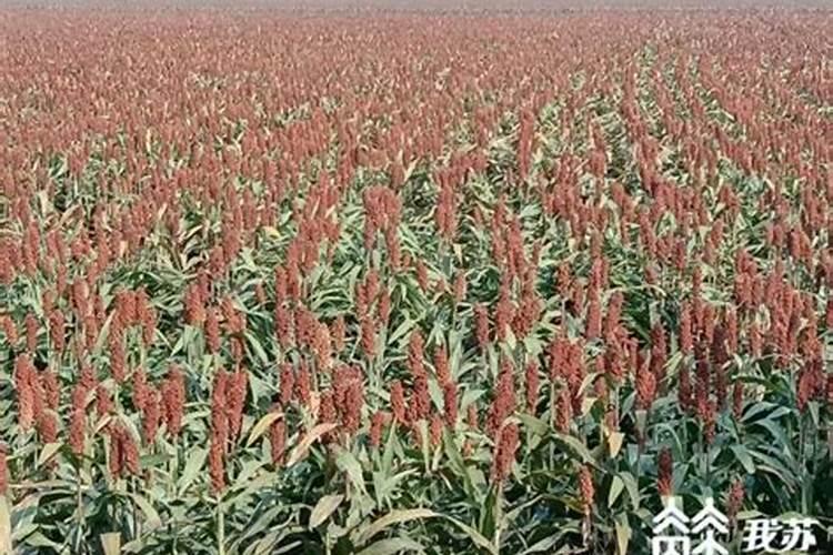 东北高粱高产品种在平凉能种吗？