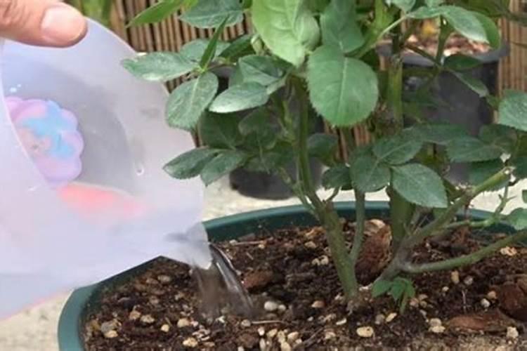 磷酸二氢钾浇月季花使用方法