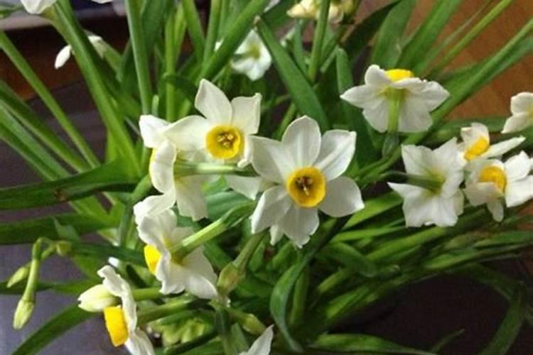 水培水仙矮壮素什么时候放最好呢