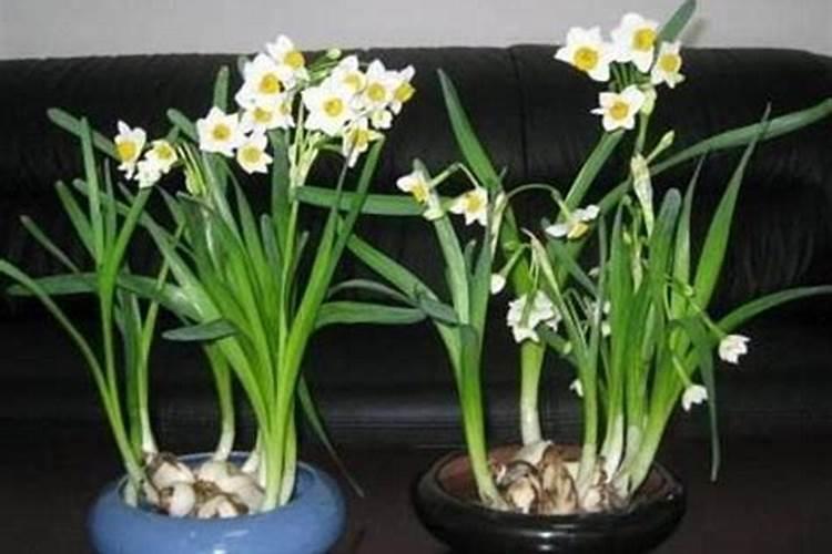 水仙花怎么养才能矮壮、叶绿、花期长？