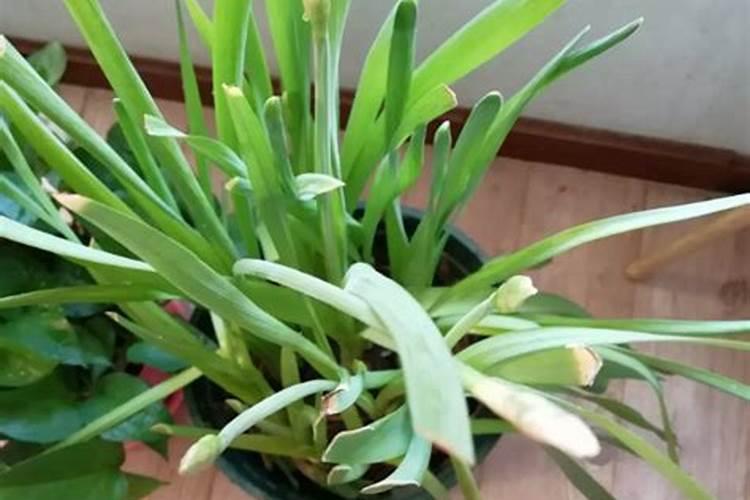 怎样使水养的水仙长得高,叶子宽？