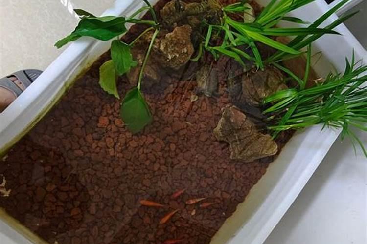 草缸里钾肥过多有什么影响呢？