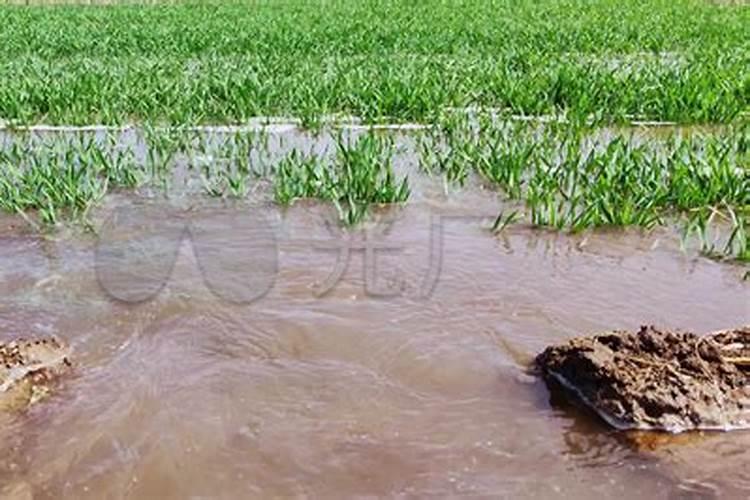 春天浇小麦施钾肥能使吗