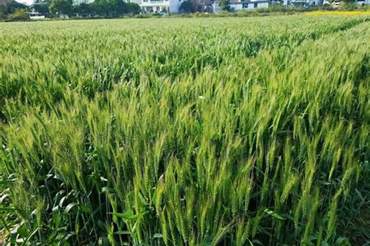 春季小麦施什么肥合适